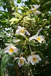 Den. findlayanum (Orchidegartneriet-Hans Christiansen)